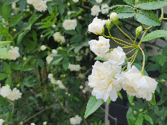 楽しいガーデニング講座~バラのサシェと過ごす穏やかな春の時間~